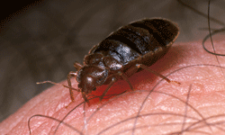 Before, during, after ... it's almost always a good time to wash clothes to prevent or kill bed bugs.